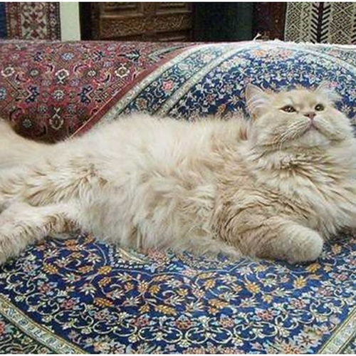 راهنمای جامع برای محافظت در برابر حیوانات خانگی با روفرشی کشدار